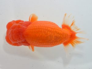 湘南らんちゅう会　西大関　安田英一　川崎