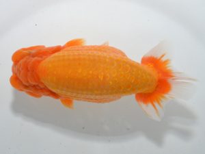 湘南らんちゅう会　立行司　岩本公文　伊勢原