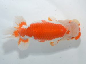 湘南らんちゅう会　取締一　小松好一　熱海