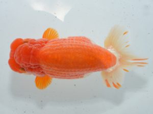 湘南らんちゅう会　取締二　城所慎一　厚木