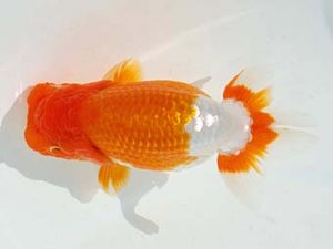 紫錦会　東大関　物部光宏　三崎