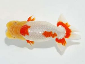 紫錦会 勧進元一　白石友太朗　蒲田