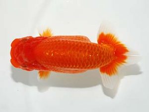 紫錦会 勧進元二　桑田耕治　目黒