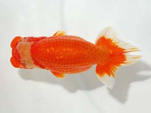 紫錦会 行司一　菅原康夫　池上