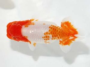 紫錦会 行司二　奥村　剛　久が原