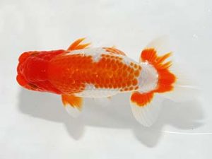 紫錦会 行司三　菅原康夫　池上