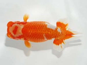 紫錦会 脇行司一　菅原康夫　池上