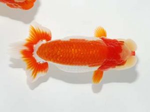 紫錦会 脇行司二　白石友太朗　蒲田