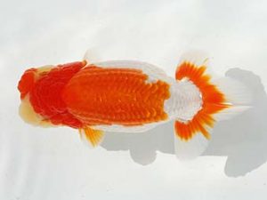 紫錦会　西大関　白石友太朗　蒲田