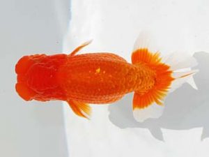 紫錦会　立行司　物部光宏　三崎