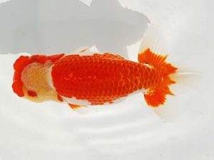 紫錦会　取締一　菅原康夫　池上