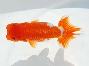 紫錦会　取締二　桑田耕治　目黒