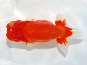 紫錦会 東関脇　漆畑　元　川崎