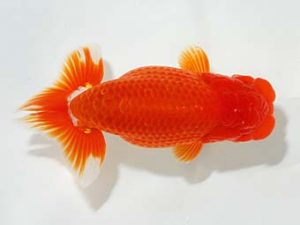 紫錦会 西関脇　出川和男　池上