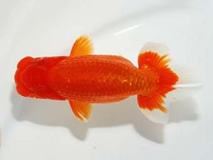 紫錦会 東小結　物部光宏　三崎