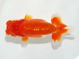 紫錦会 西小結　大沢一郎　川崎