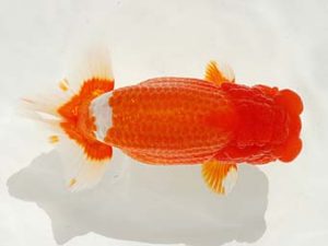 紫錦会　東大関　物部光宏　三崎