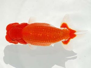 紫錦会　西大関　物部光宏　三崎