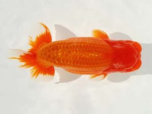 紫錦会　立行司　田中　務　大森