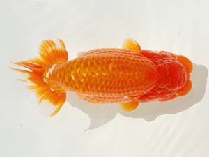 紫錦会　取締一　高橋伸基　糀谷