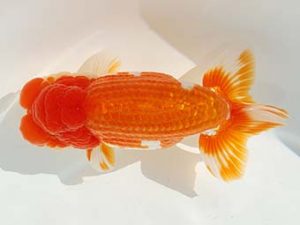 紫錦会　取締二　白石友太朗　蒲田