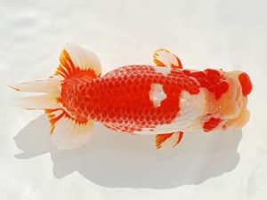 紫錦会　東大関　物部光宏　三崎