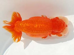 紫錦会　西大関　白石友太朗　蒲田