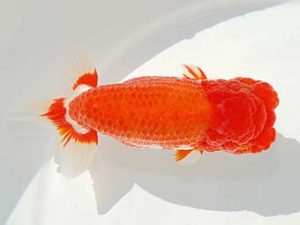 紫錦会　取締一　物部光宏　三崎