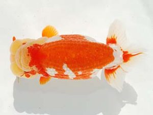 紫錦会　取締二　星野幸信　新潟