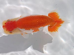 玉野錦鱗会　一席　三宅一共　浅口市