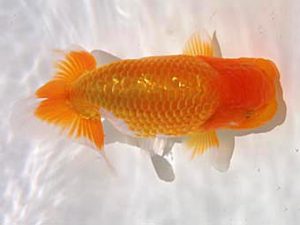 玉野錦鱗会 五席　岡本　勝　岡山市