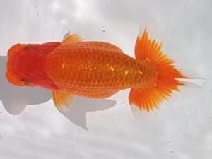 玉野錦鱗会　六席　渡辺定夫　岡山市