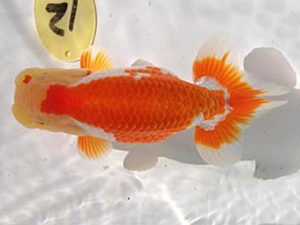 玉野錦鱗会 一席　川崎郷亮　玉野市