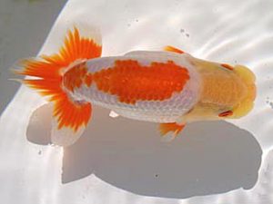 玉野錦鱗会 二席　玉川員登　庄原市