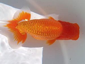 玉野錦鱗会 三席　本田隼太　玉野市