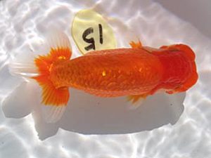 玉野錦鱗会 四席　上野　博　高田市