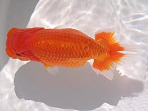 玉野錦鱗会 五席　森分陵司　広島市