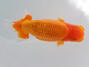 玉野錦鱗会　三席　大原　正　倉敷市