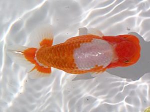 玉野錦鱗会　四席　森下太郎　広島市