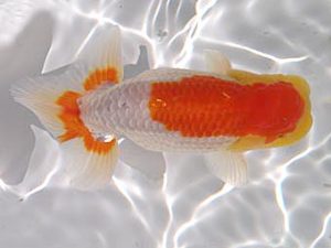 玉野錦鱗会　五席　大柄育生　玉野市