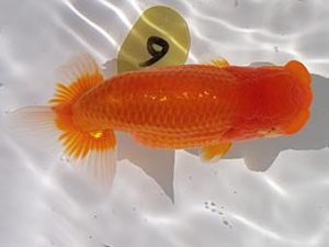 玉野錦鱗会 一席　上野　博　高田市