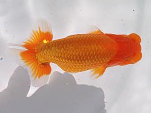 玉野錦鱗会 二席　高尾昌幸　倉敷市