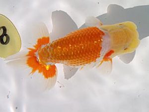 玉野錦鱗会 三席　高尾昌幸　倉敷市