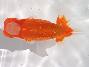 玉野錦鱗会 四席　田中茂規　玉野市