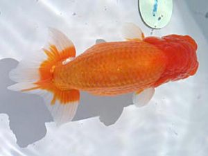 玉野錦鱗会　一席　田中茂規　玉野市