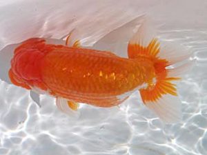 玉野錦鱗会　二席　武田悦男　福山市