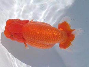 玉野錦鱗会　三席　仁子正道　玉野市