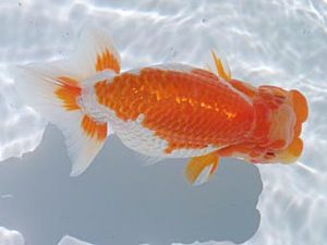 玉野錦鱗会　四席　福原　稔　玉野市