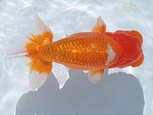 玉野錦鱗会　五席　中島健一郎　浅口市