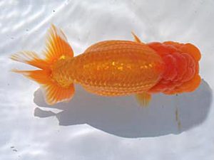 玉野錦鱗会　一席　遠藤正一　浅口市